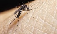 DENGUE: OS MUNIC&Iacute;PIOS DE RIO CRESPO EST&Aacute; COM SURTO  E CACAUL&Acirc;NDIA EST&Aacute; SOB ALERTA - Foto: ASSESSORIA