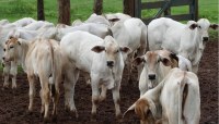 LADR&Otilde;ES ROUBAM 100 CABE&Ccedil;AS DE GADO E PECUARISTAS OFERECEM 10 MIL EM RECOMPENSA POR INFORMA&Ccedil;&Otilde;ES - Foto: JARUONLINE