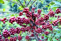 GOVERNO FEDERAL REAJUSTA PRE&Ccedil;O M&Iacute;NIMO DO CAF&Eacute; CONILON PARA TODO BRASIL, MENOS PARA ROND&Ocirc;NIA - Foto: G1 RO
