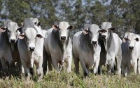 "MA" DIZ QUE ROND&Ocirc;NIA &Eacute; A SEGUNDA FOR&Ccedil;A DO AGRO NA REGI&Atilde;O NORTE, MAIS DE 50% VEM DA PECU&Aacute;RIA - Foto: ASSESSORIA