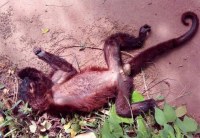 AGEVISA CONFIRMA 1&ordf; MORTE DE MACACO V&Iacute;TIMA DE FEBRE AMARELA EM ROND&Ocirc;NIA - Foto: ASSESSORIA