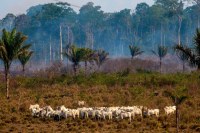 ENTIDADES DIZEM QUE GOVERNO DE ROND&Ocirc;NIA QUER ENCOLHER RESERVAS PARA BENEFICIAR INVASORES - Foto: RONDONIAOVIVO