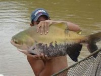 TAMBAQUI CRIADO EM ARIQUEMES E VALE DO JAMARI SER&Aacute; APRESENTADO EM EVENTO INTERNACIONAL NO M&Eacute;XICO - Foto: ASSESSORIA