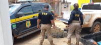 PRF APREENDE TR&Ecirc;S PISTOLAS E QUASE 65 QUILOS DE COCA&Iacute;NA  NA BR - 364 - Foto: ASSESSORIA PRF