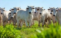 GOVERNO DE ROND&Ocirc;NIA CANCELA MULTA MILION&Aacute;RIA CONTRA O GRUPO JBS - Foto: AG&Ecirc;NCIA BRASIL