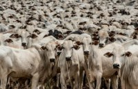 SE DESMATAMENTO CONTINUAR "UNI&Acirc;O EUROPEIA" VAI DEIXAR DE COMPRAR GADO DE ROND&Ocirc;NIA - Foto: RONDONIAOVIVO
