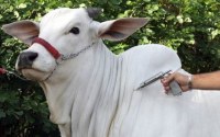 CASO DE RAIVA BOVINA &Eacute; CONFIRMADO EM ROND&Ocirc;NIA - Foto: RONDONIAOVIVO