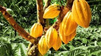 CACAU DE ROND&Ocirc;NIA RECEBEU SELO DE PROCED&Ecirc;NCIA DO INPI, JARU CONTINUA SENDO O MAIOR PRODUTOR - Foto: ASSESSORIA
