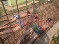 NOVA FUGA DE PRESOS EM ARIQUEMES, POLICIAL PENAL ESCLARECE E ALEX REDANO PEDE DEMISS&Atilde;O DE SECRET&Aacute;RIO - Foto: EDIRCEU LIMA