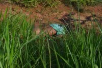 HOMEM &Eacute; ASSASSINADO E CORPO &Eacute; JOGADO  PR&Oacute;XIMO AO RIO - Foto: JARUONLINE