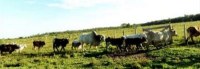 ROND&Ocirc;NIA TEM MAIS DE 95 MIL PROPRIEDADES RURAIS CADASTRADAS, &Eacute; O PRIMEIRO  DO PA&Iacute;S - Foto: ASSESSORIA