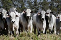 GADO DE CORTE AUMENTA 17,1%, LEITEIRO DIMINUI, 18 ENTRE OS 100 MAIORES CRIADORES S&Atilde;O DE ROND&Ocirc;NIA - Foto: Amabile Casarin / IBGE