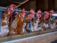 SUSPEITA DE GRIPE AVI&Aacute;RIA  PRO&Iacute;BE  PARTICIPA&Ccedil;&Atilde;O DE AVES EM EVENTOS COM AGLOMERA&Ccedil;&Otilde;ES DE PESSOAS - Foto: ASSESSORIA