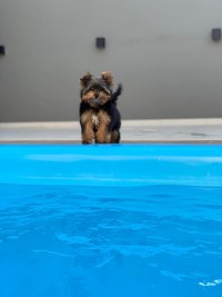 PROCURA - SE ESTE CACHORRO, OFERECE RECOMPENSA - Foto: EDIRCEU LIMA