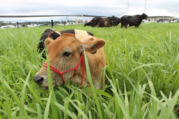 Maior feira de agroneg&oacute;cios est&aacute; suspensa por tempo indeterminado (Foto: Foto: Mary Porfiro/Rede Amaz&ocirc;nica)