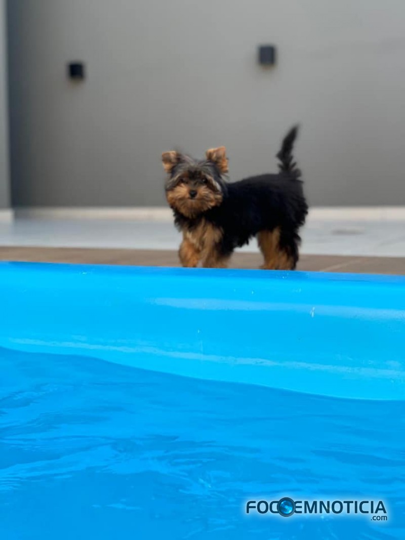 PROCURA - SE ESTE CACHORRO, OFERECE RECOMPENSA