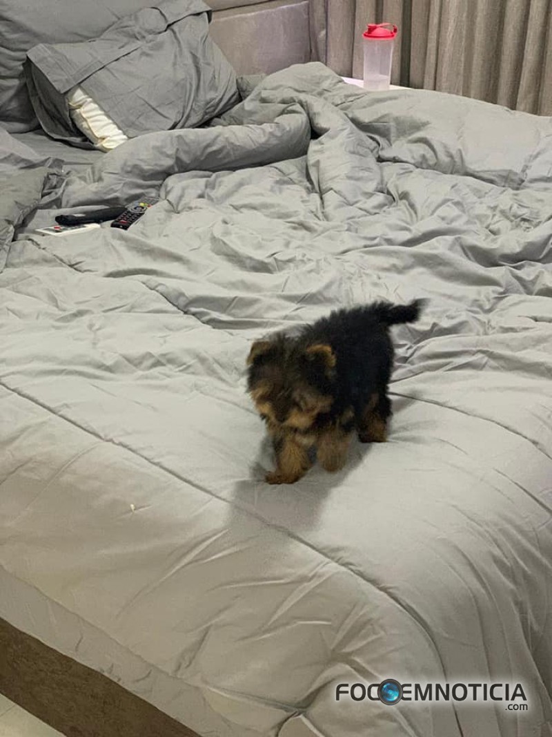 PROCURA - SE ESTE CACHORRO, OFERECE RECOMPENSA