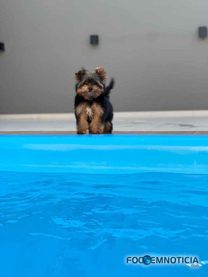 PROCURA - SE ESTE CACHORRO, OFERECE RECOMPENSA