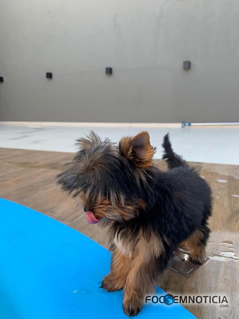 PROCURA - SE ESTE CACHORRO, OFERECE RECOMPENSA
