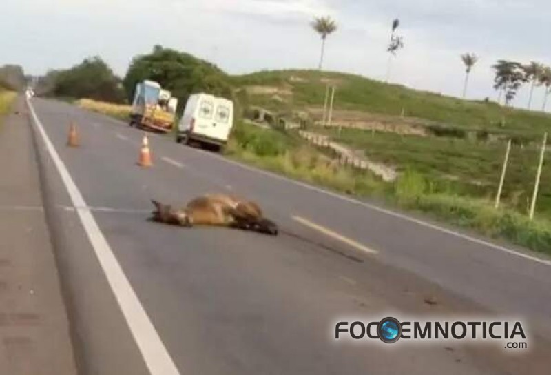 ACIDENTE NA BR - 364 MATA 04 PESSOAS AP&Oacute;S CARRO BATER EM CAVALO