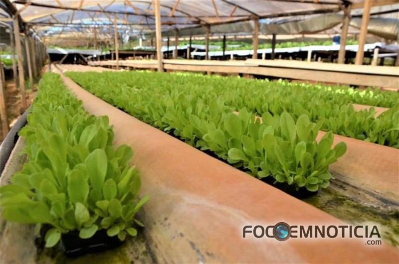 PREFEITURA INICIA PARCERIA COM PRODUTORES DE HORTALI&Ccedil;AS EM ARIQUEMES