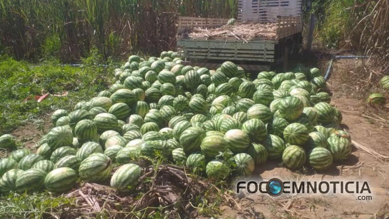 AGRICULTURA FAMILIAR RECEBE INCENTIVOS, AGRICULTOR BATE RECORDE NA PRODU&Ccedil;&Atilde;O DE MELANCIA EM THEOBROMA